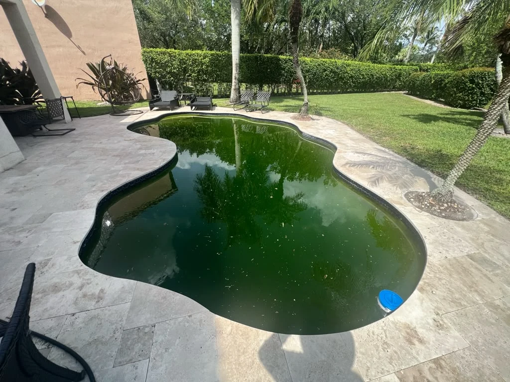 Freeform pool before service with dark green water